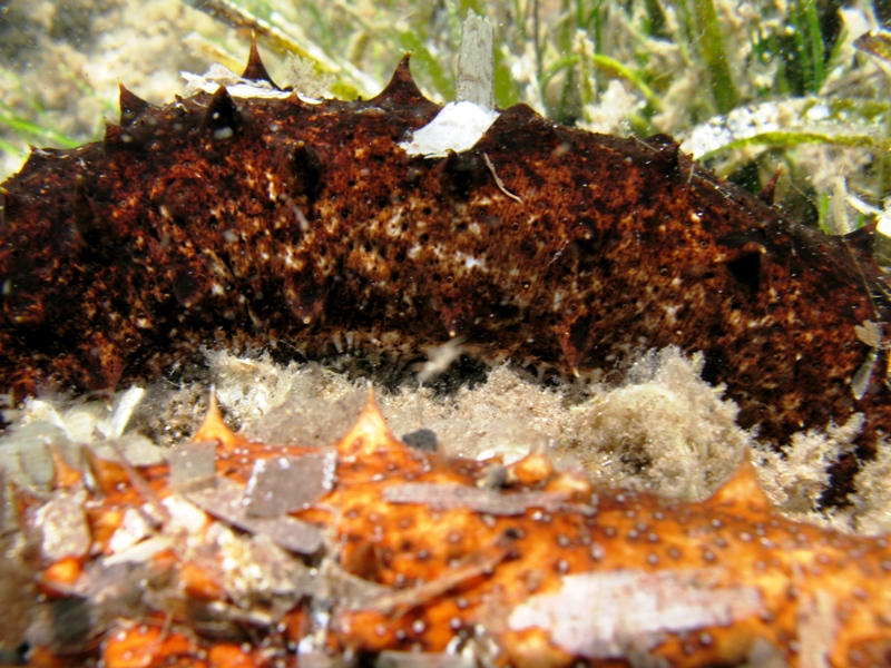 Confronti: Holothuria forskali, Holothuria poli, H. tubulosa